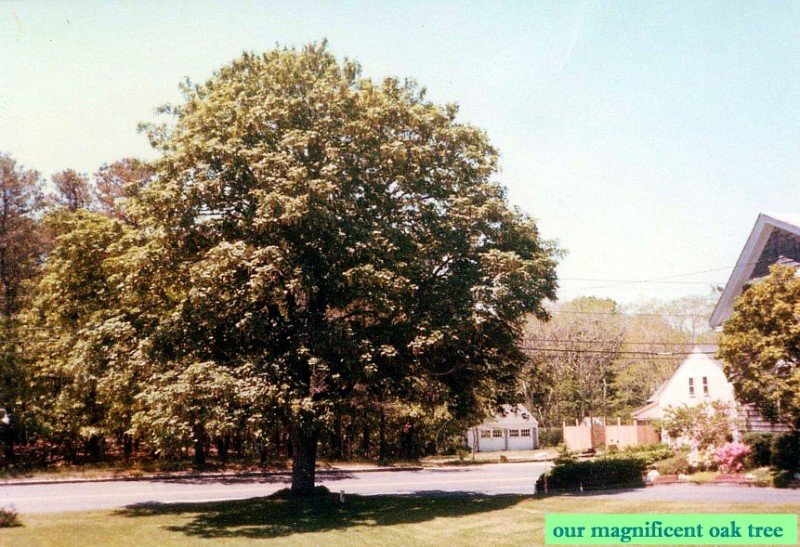 Old oak tree by main house